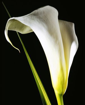 aakalla.jpg